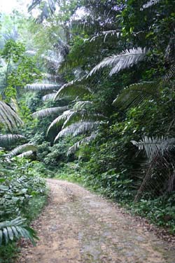The road up Bokor