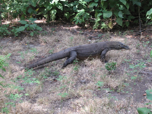 A SMALL Komodo Dragon