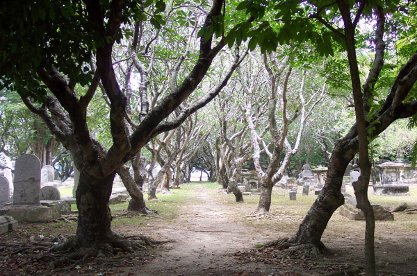 A shady lane of Frangipani trees through the cemetery