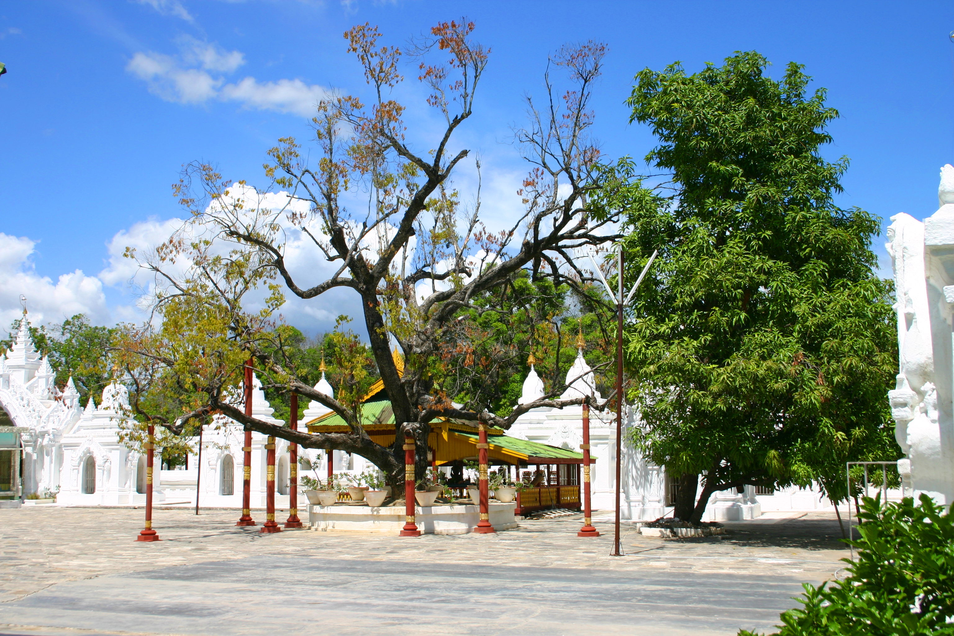 An old tree, supported by many posts