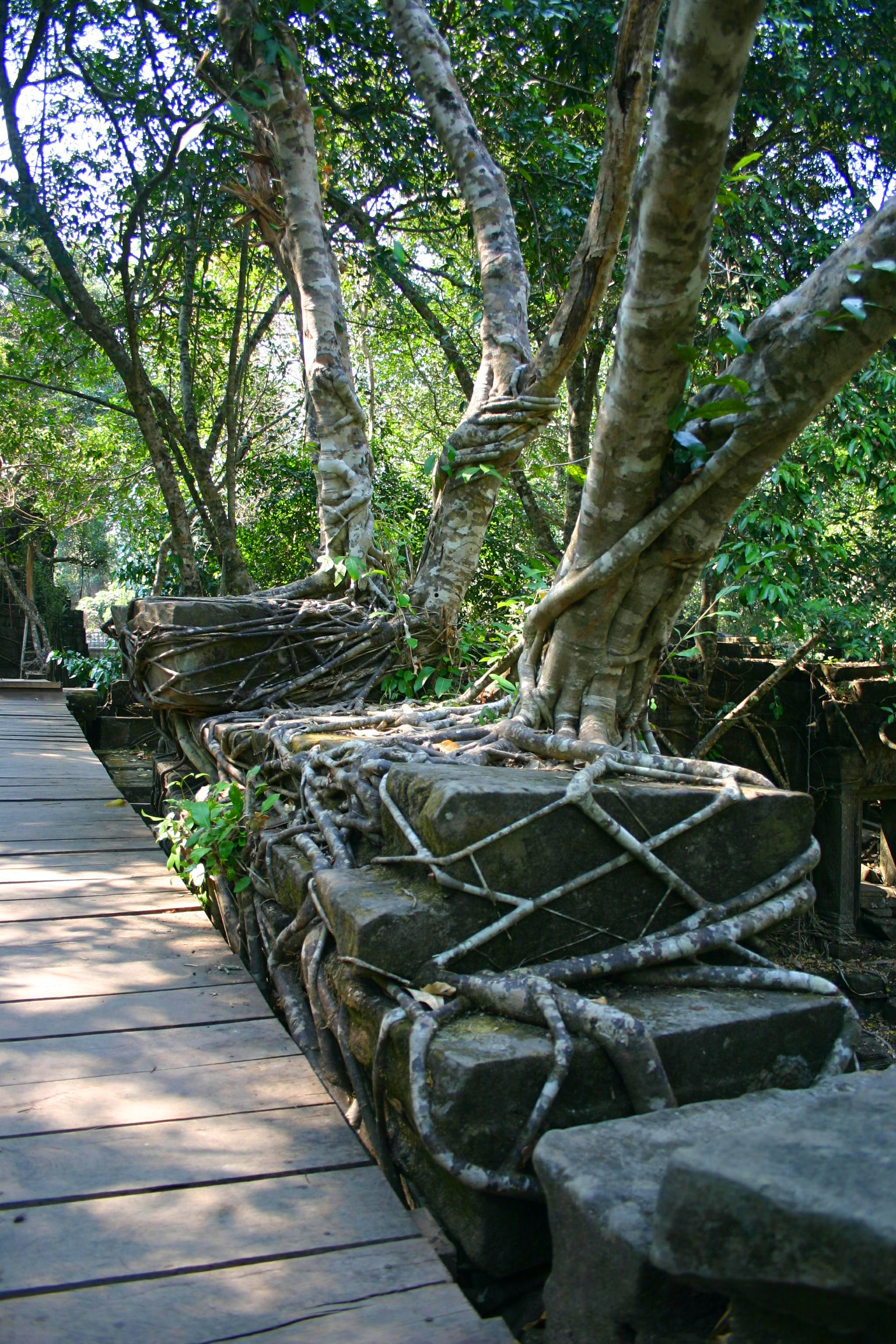 Vines in Stone