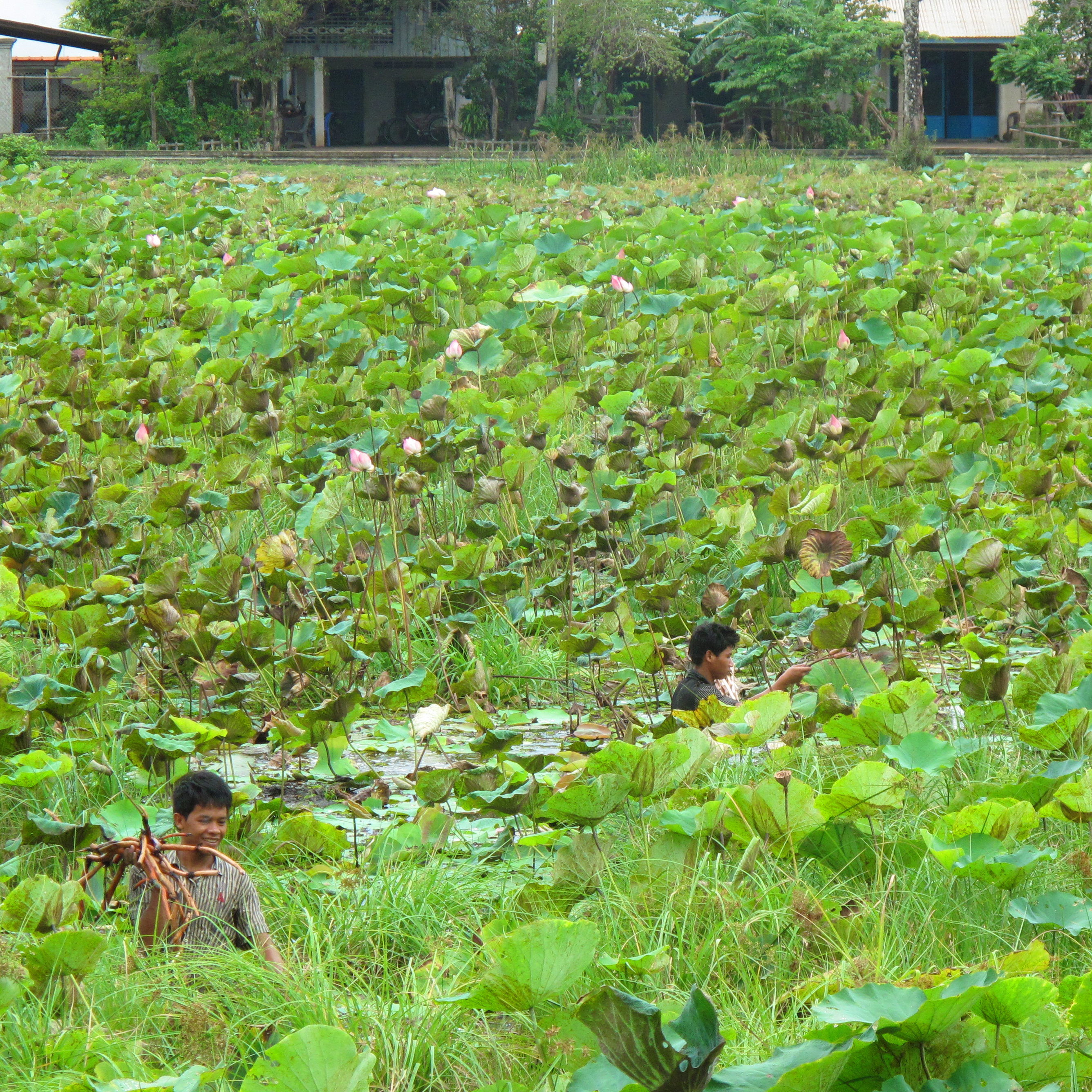 Kampot Lotus Pond