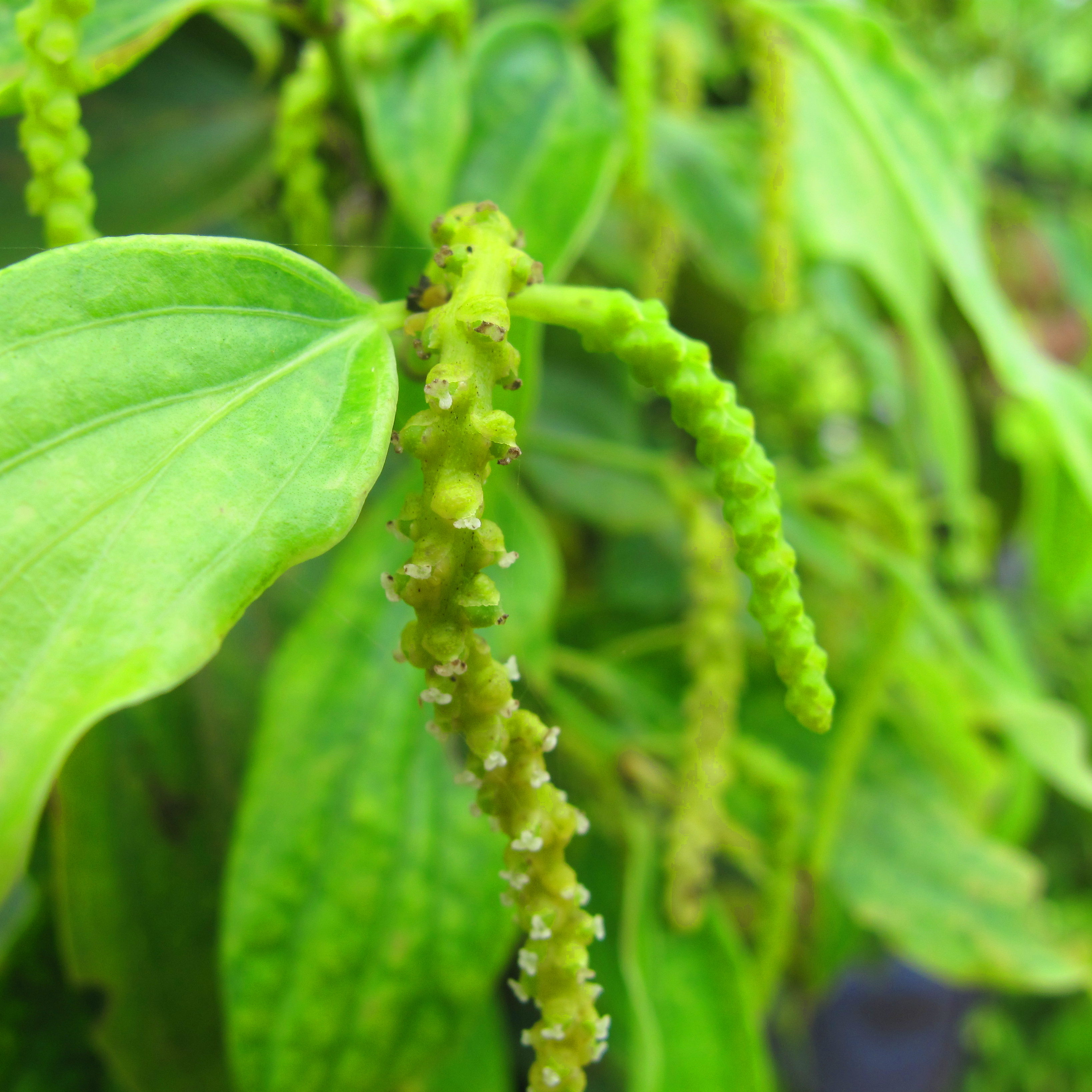 Pepper flowers