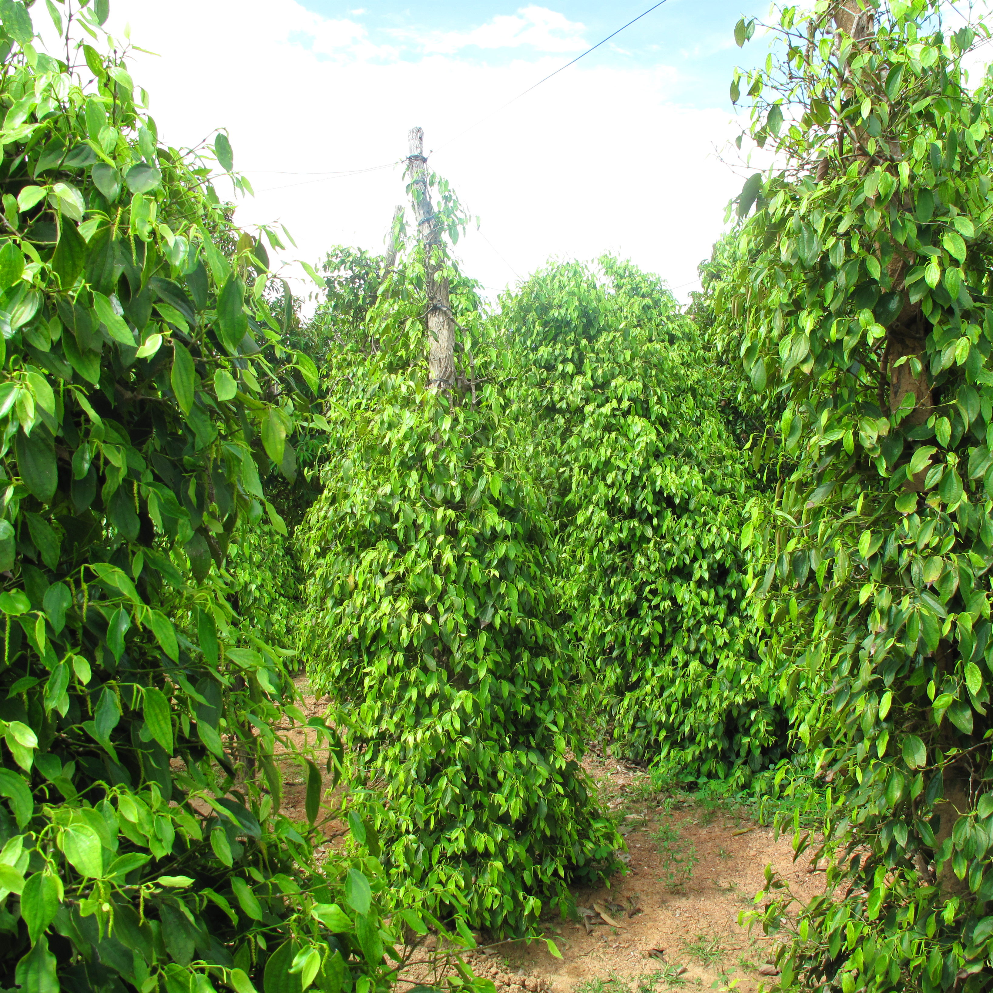 Pepper vines