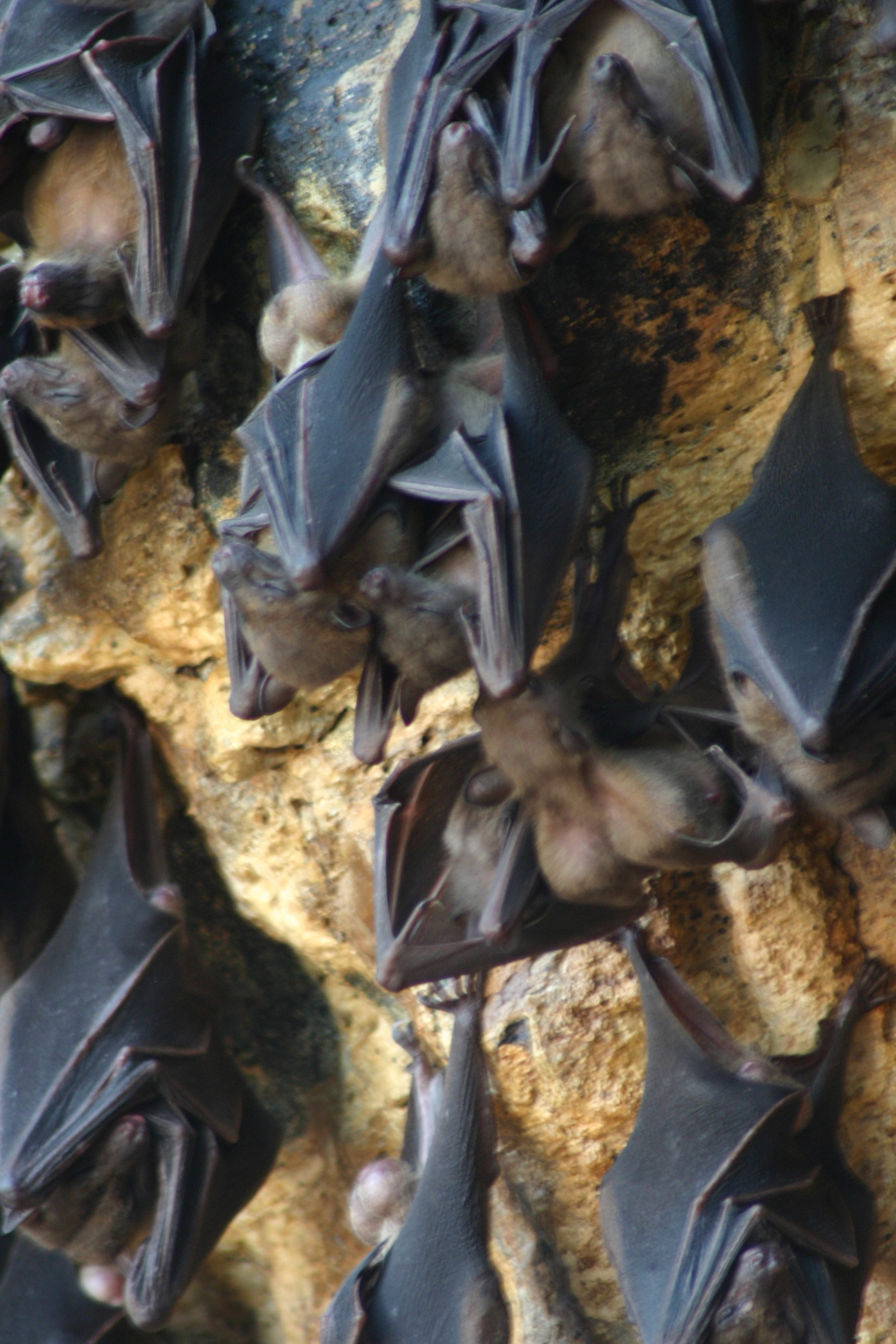 Bats!