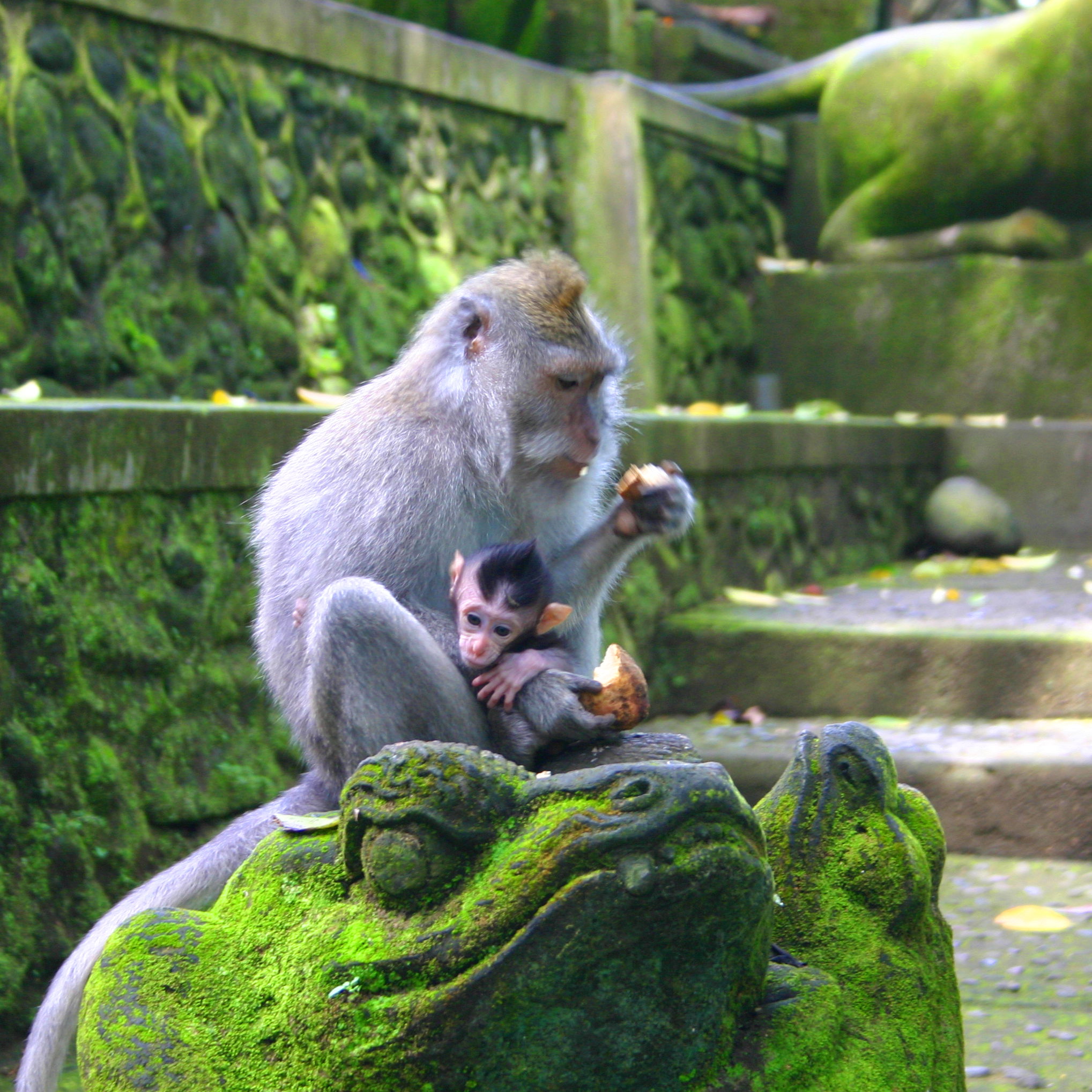 monkey forest