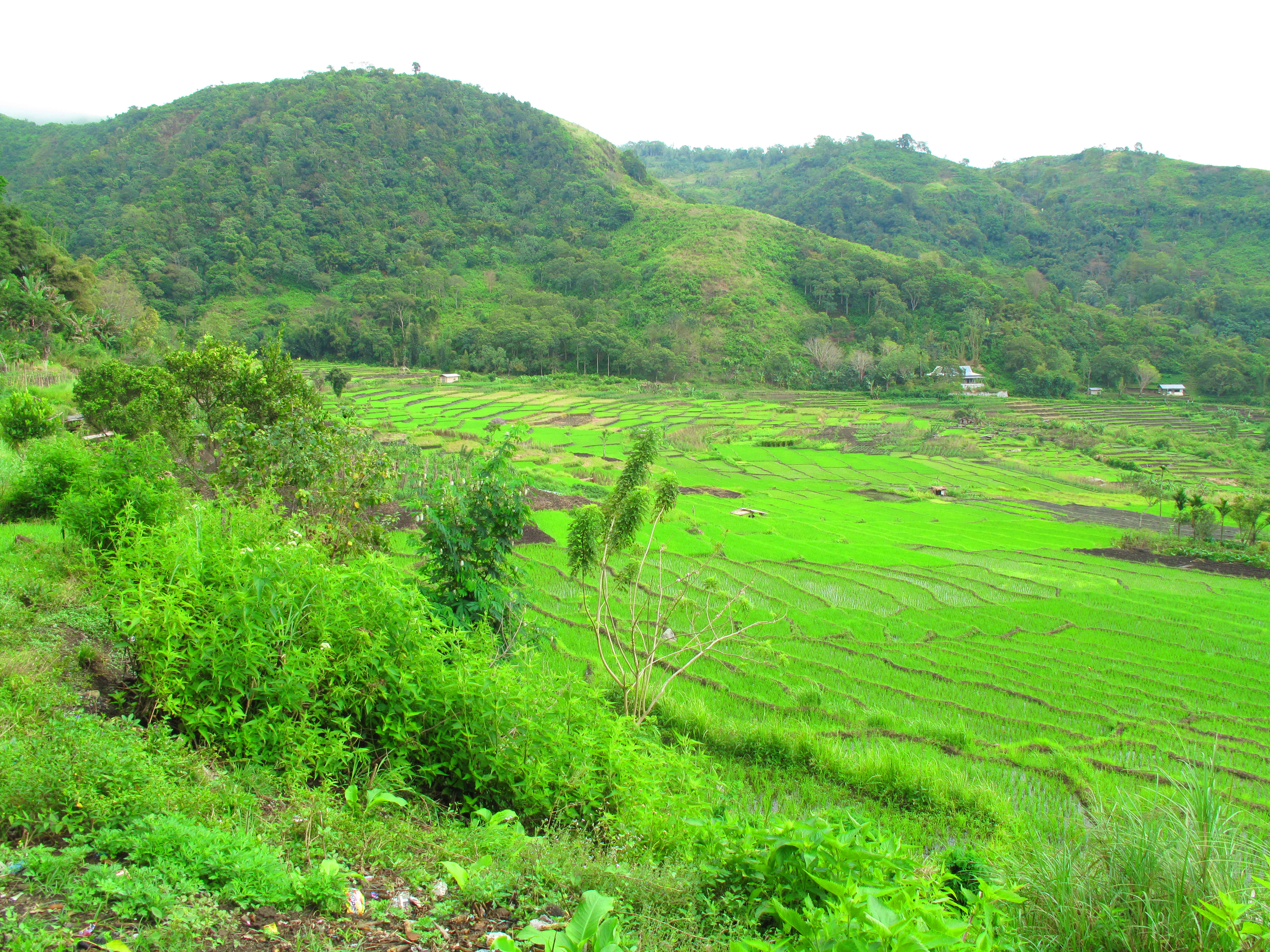 Rice Terraces