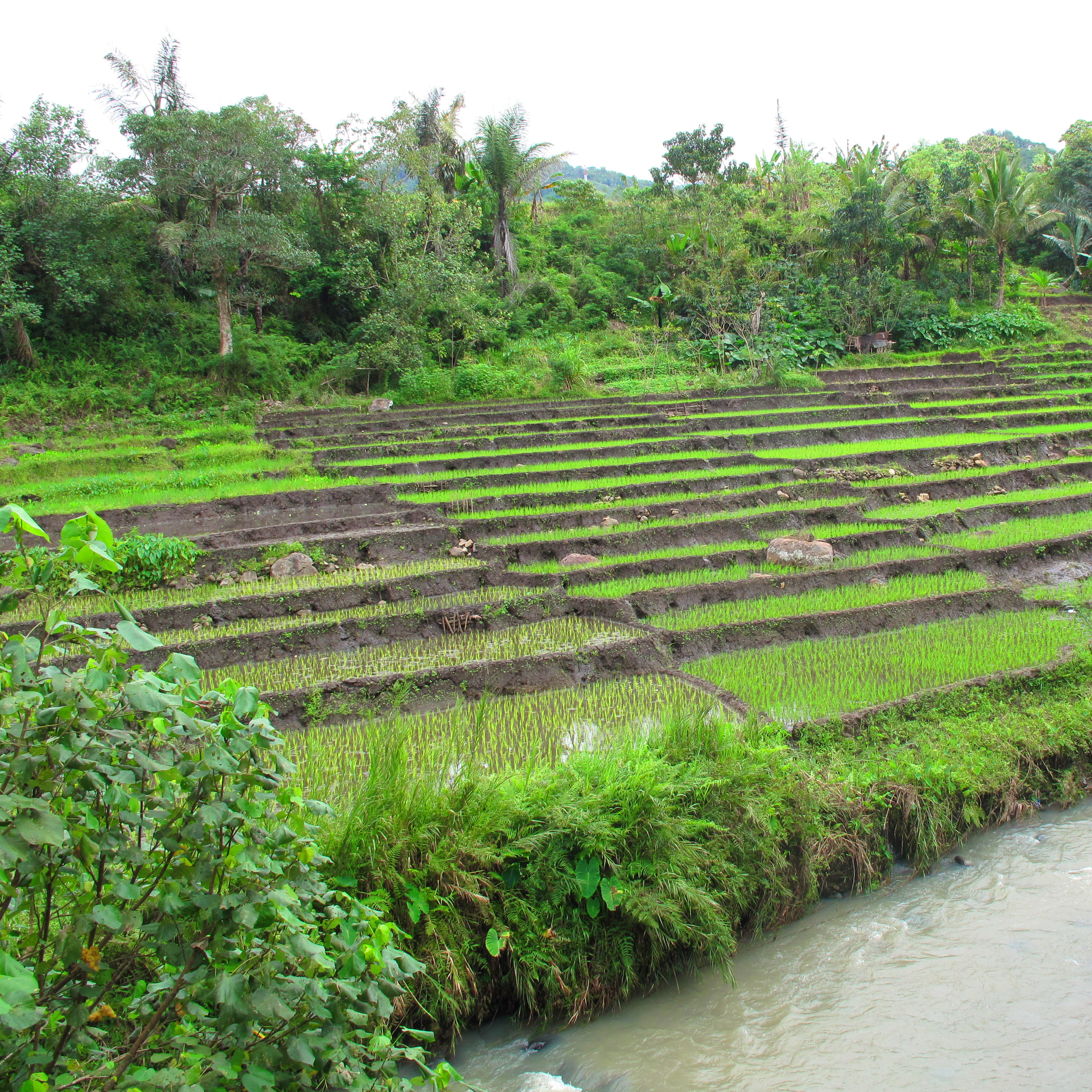 Rice terraces