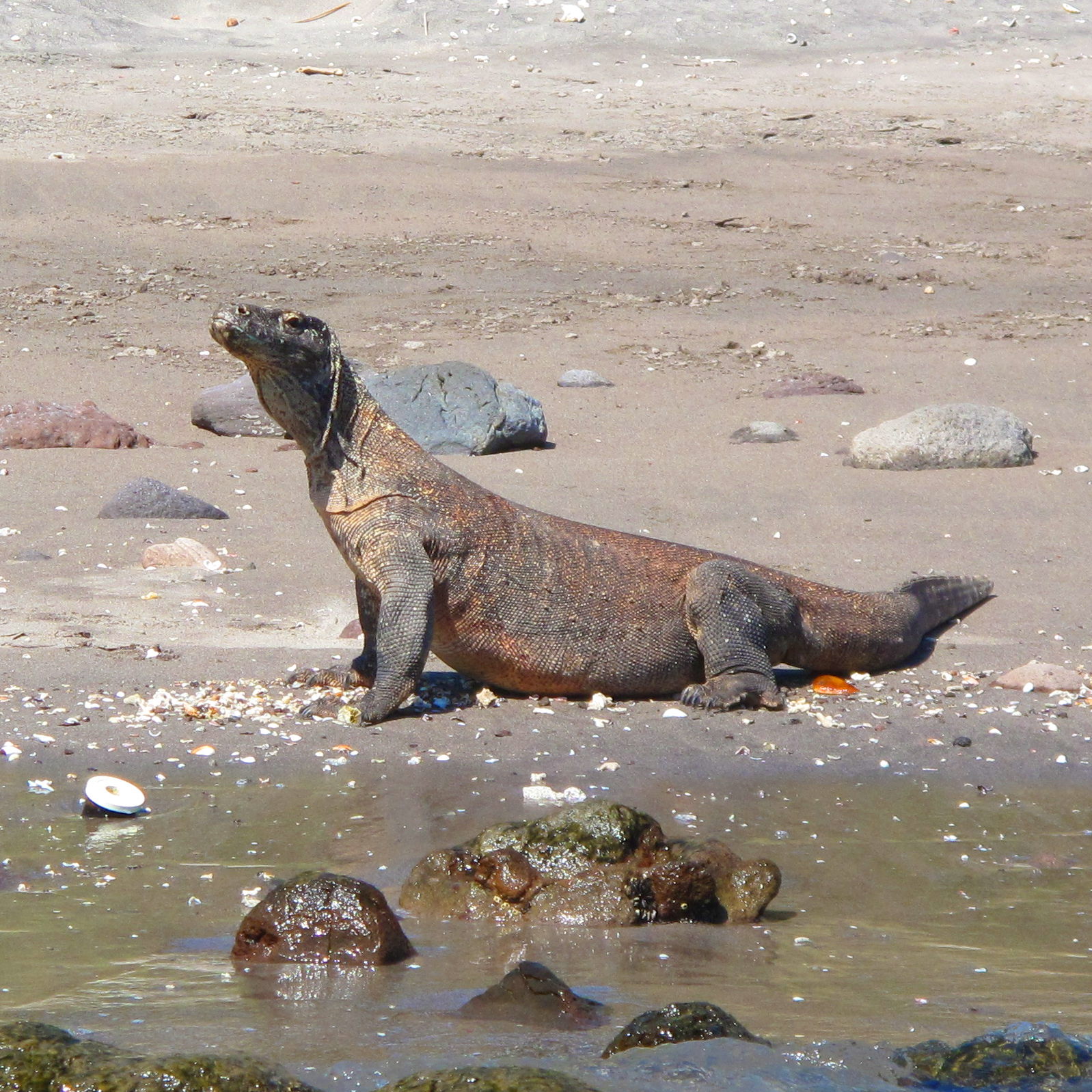 Komodo Dragon