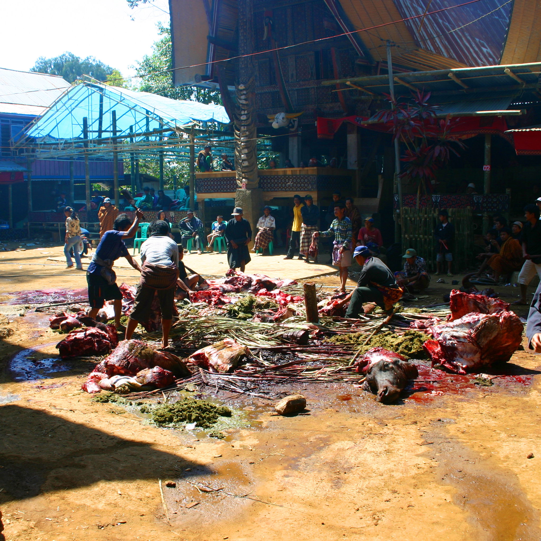 This was my first view of the carnage of a Torajan funeral