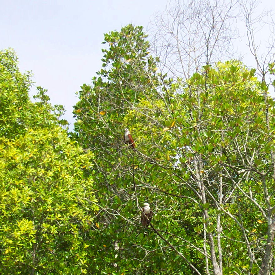 Perched eagles