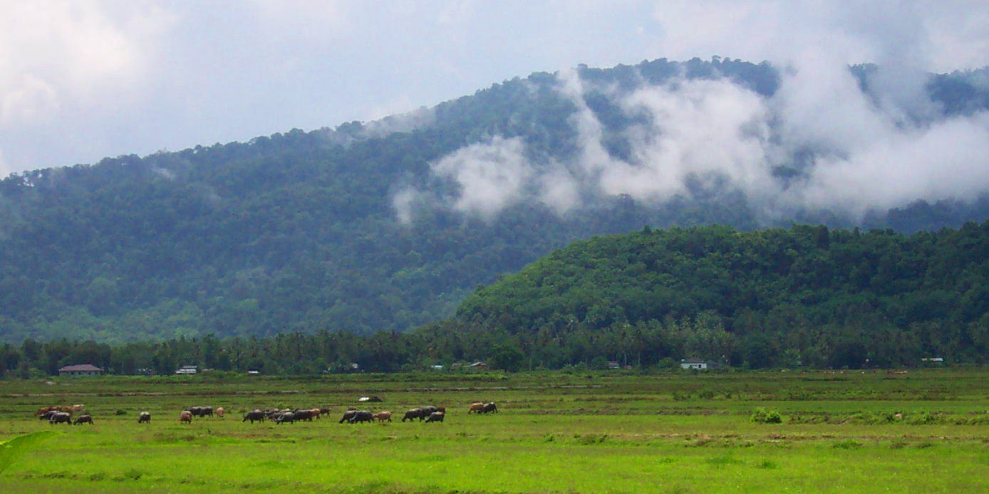 Buffalo and fields