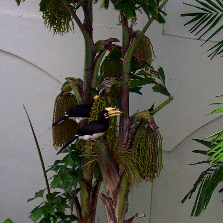 Hornbills