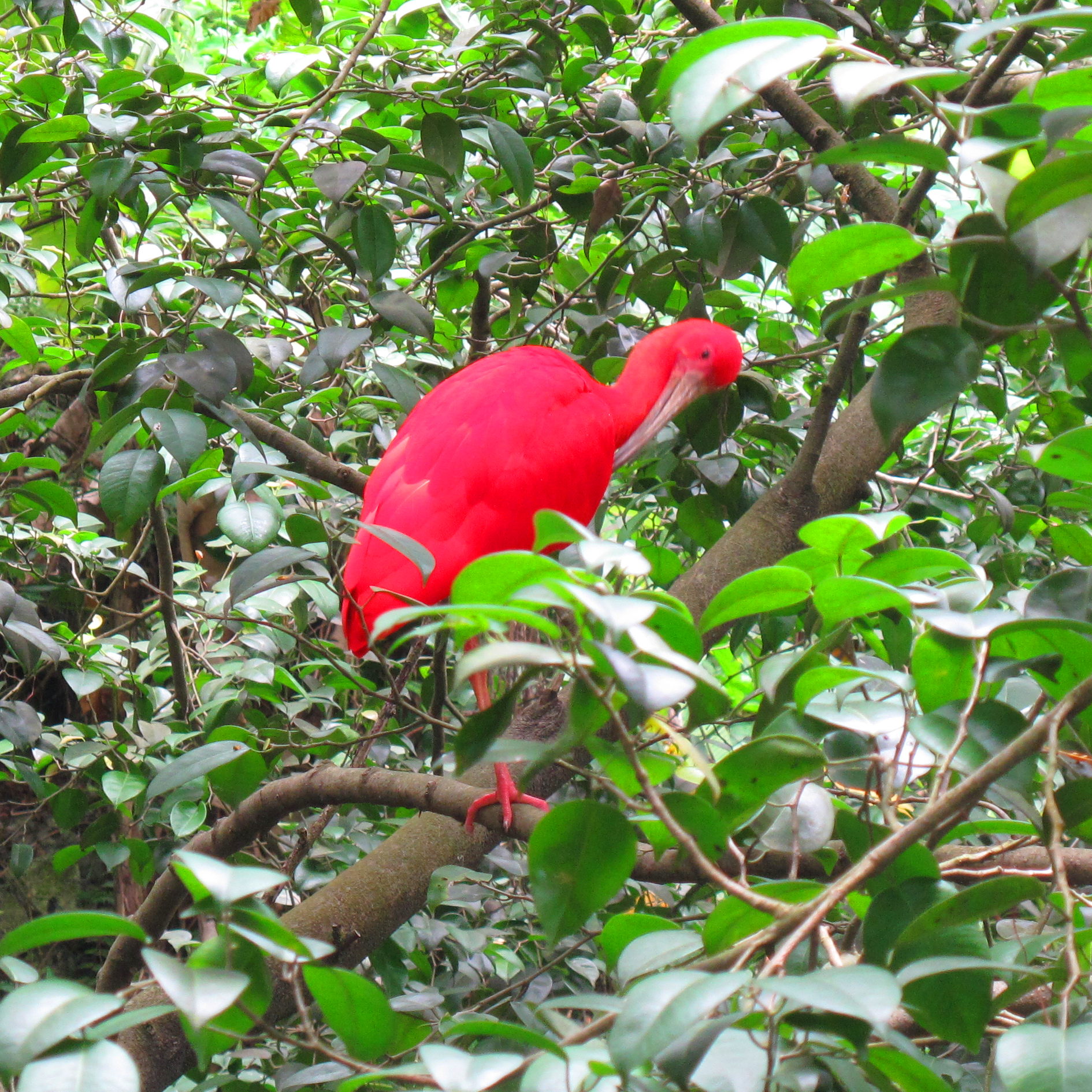 Scarlet Ibis