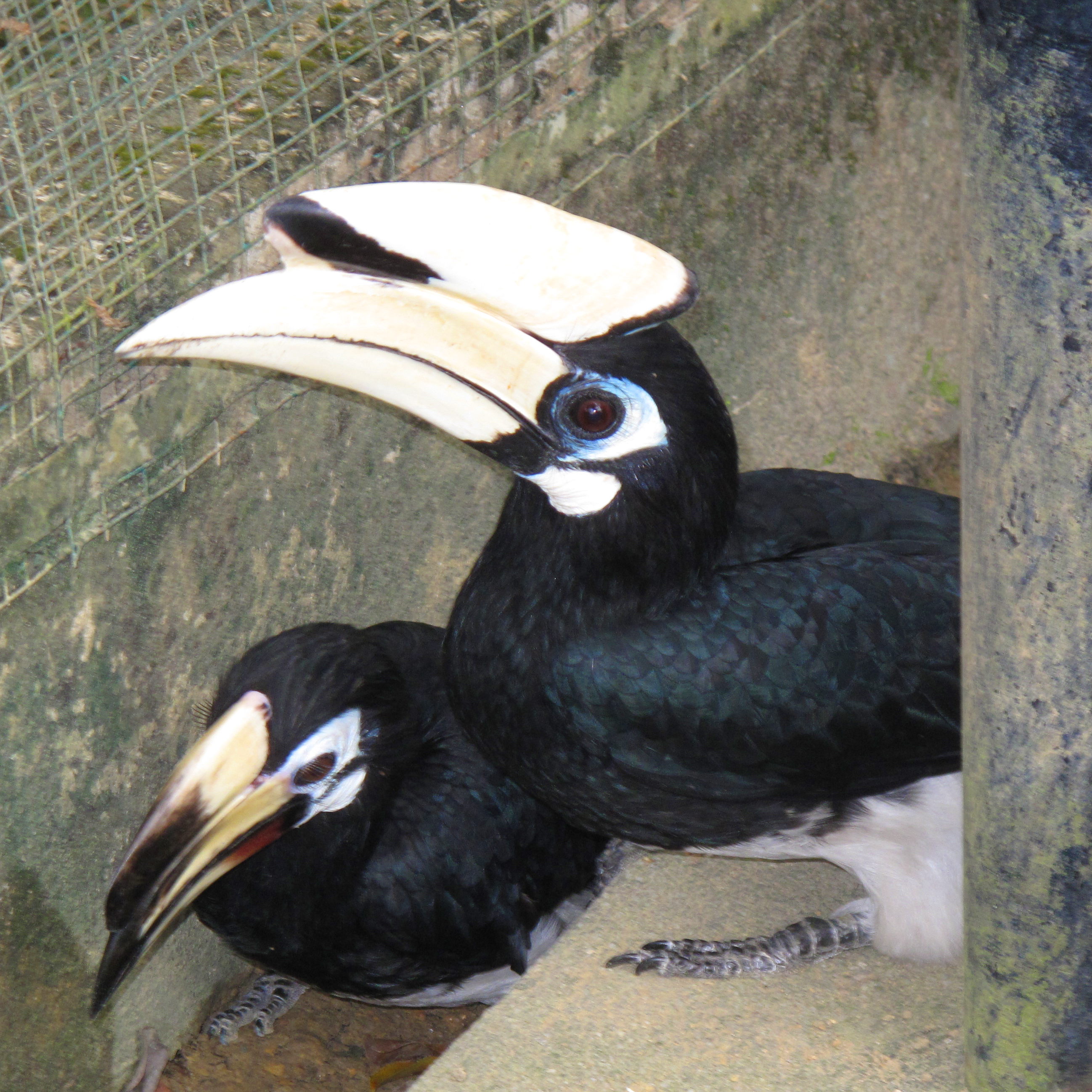 Hornbills