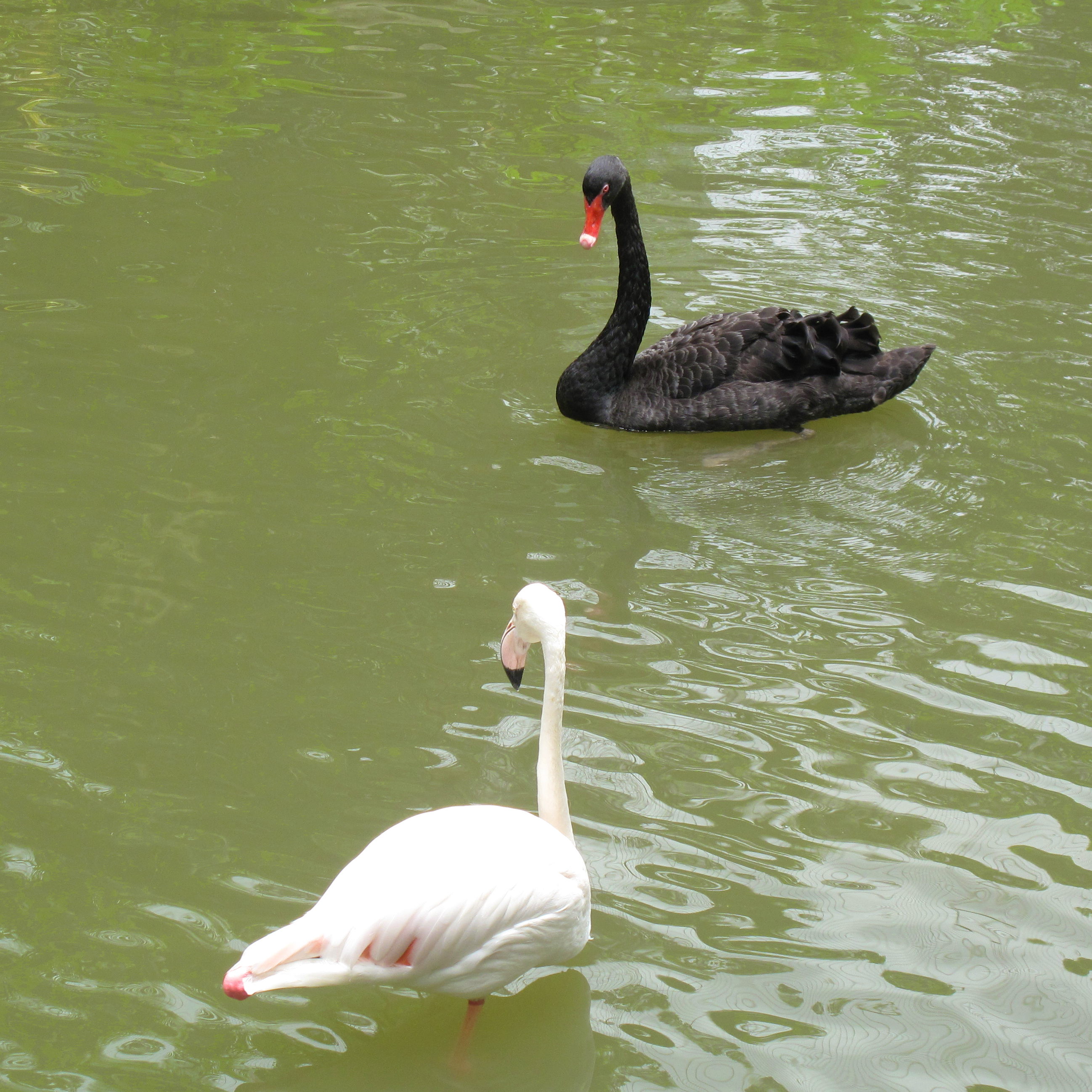 Black Swan