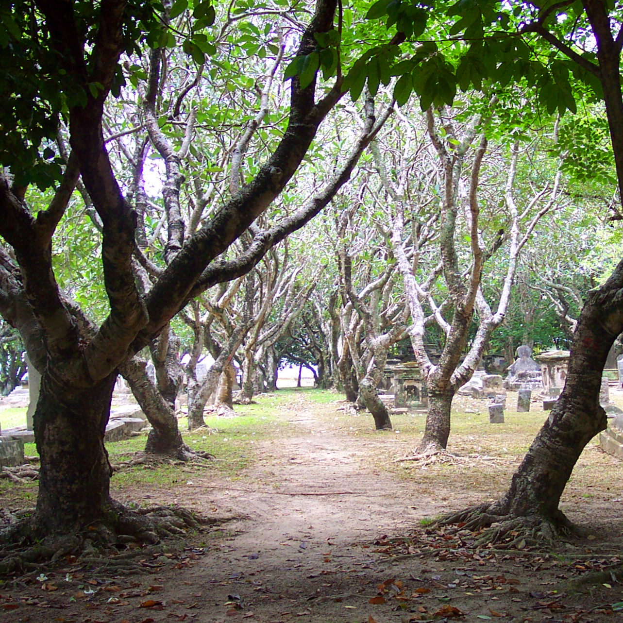 A shady lane of Frangipani trees through the cemetery