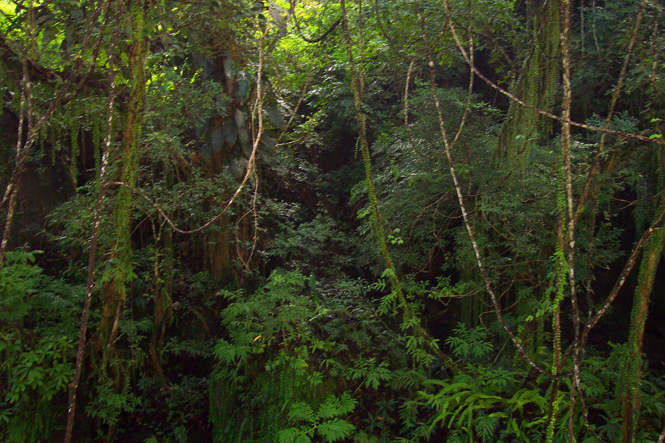 A bit of jungle on the way up the funicular