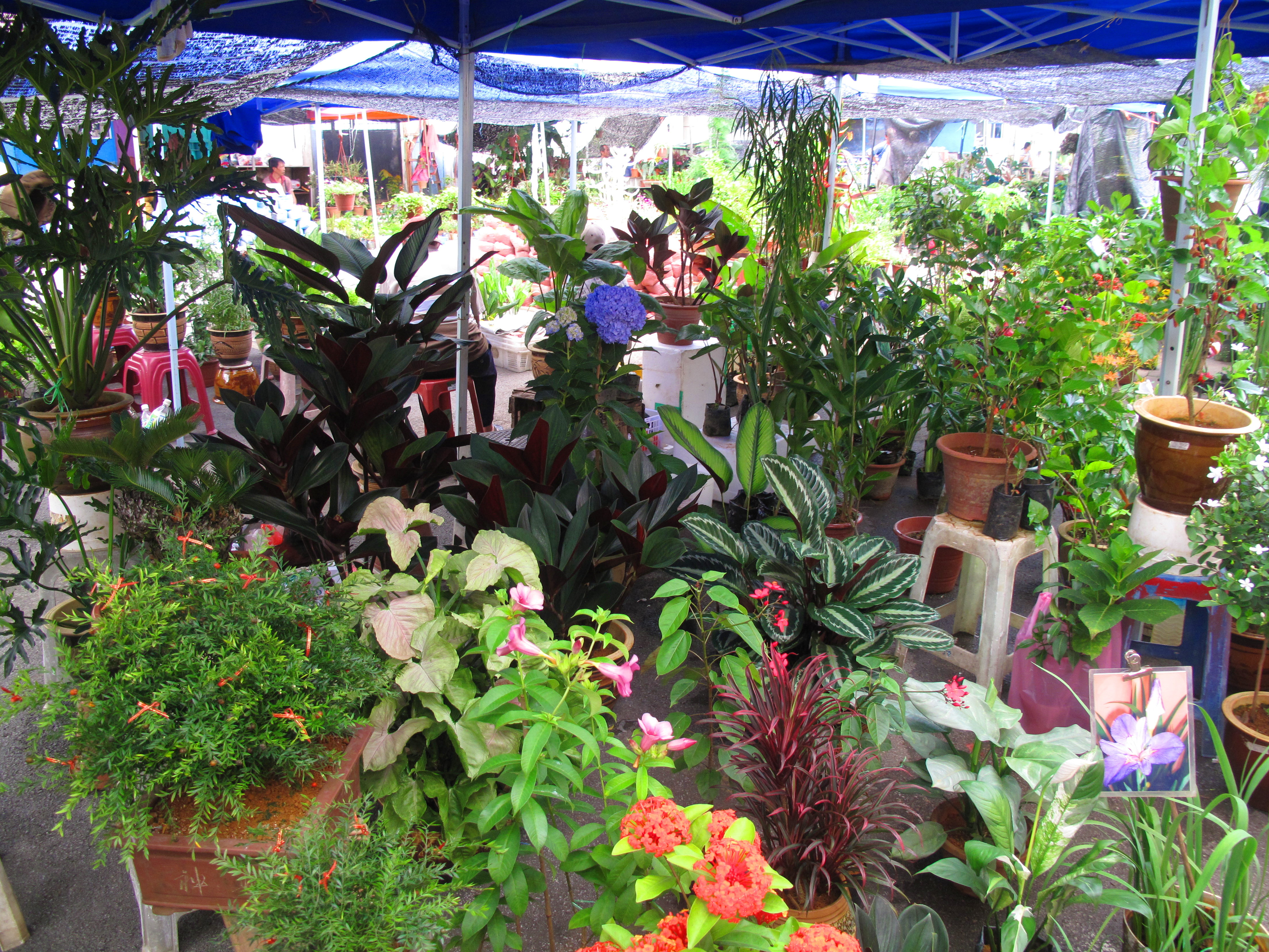 Plants at the Sunday Market