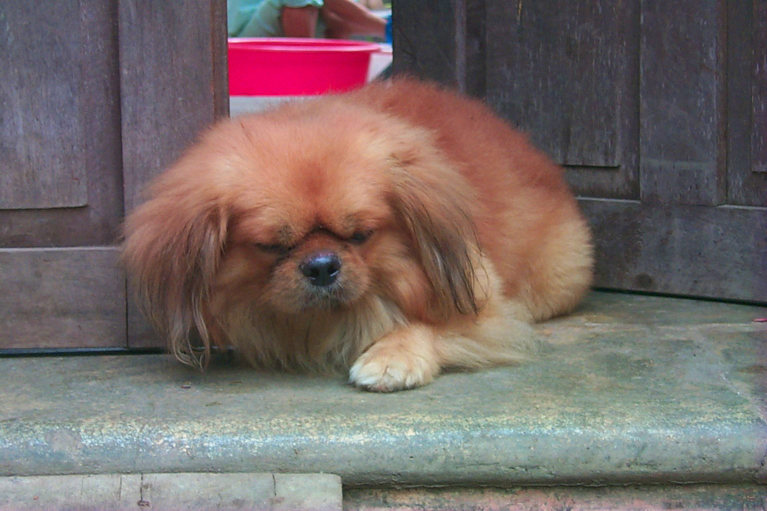 A vicious temple guard dog