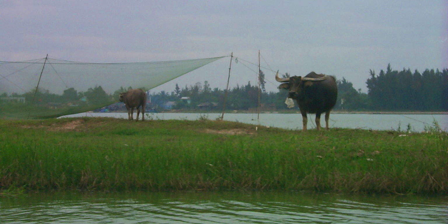 A water buffalo seems to ponder life, the universe and everything